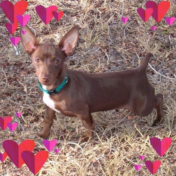 Meet your Posher, Mickey - Picture 1 of 1